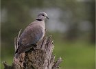 African Ring-Necked Dove by Richard Hall LRPS CPAGB